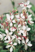 gaura-the-bride.jpeg