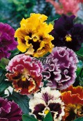 9664-semo-kvetiny-trvalky-maceska-zahradni-velkokveta-rococo-smes2.jpg