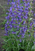 Penstemon-barbatus-Blue.jpg