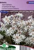 edelweiss_alpinum_en_full.jpg