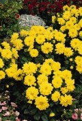dahlia-figaro-yellow-shades.jpg