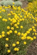 santolina-rosmarinifolia-botgardbln07122011b.jpg