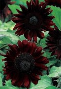 sunflower-black-magic-f1-20-seeds.jpg
