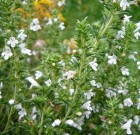 bohnenkraut-satureja-hortensis-juli-2008-wildblumen-schmetterlinge-hutt-072.jpg