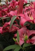 lilium-donato.png