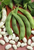 0944-semo-zelenina-fazol-sarlatovy-albena-2.jpg