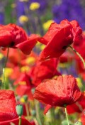 red-poppy-papaver-flowers.jpg