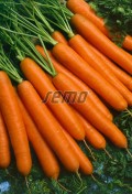 p2263-semo-zelenina-mrkev-obecna-jarana-f1-624x781.jpg