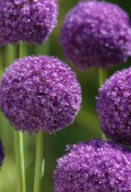 allium-ambassador-072.jpg