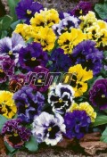 frilly2-624x774.jpg