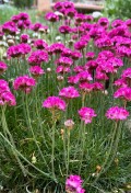 armeria-maritima.jpg