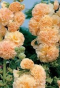 malwa-pelna-rosea-chaters-double-apricot.jpg