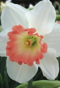 N-Pink-Charm-2.jpg