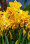 narcissus_tete__boucle.jpg