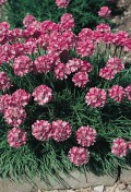 armeria-laucheana.jpeg