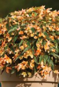 begonia-boliviensis-tricolour.jpg