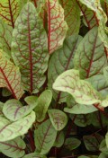 bloody-dock-rumex-sanguineus-3-gif.jpg