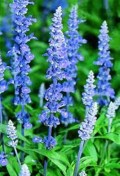 blue-sage-salvia-farinacea-herb-100-seeds-heirloom-organic-easy-to-grow-601961bc.jpg