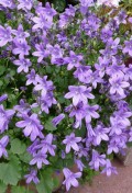 campanula-poscharskyana1-origin-img.jpg