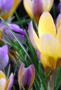 crocus-chrysanthus-advance-01.jpg