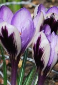 crocus-spring-beuty.jpg