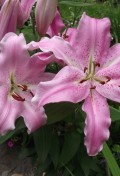 lilium-josephine.jpg