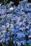 lob-skyblue.jpg