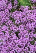 thymus-serpyllum-pictures.jpg
