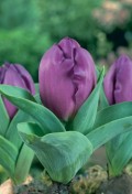 tulip-baby-blue.jpg