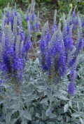 veronica-spicata-subsp-incana-1.jpg