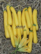 0619-semo-zelenina-tykev-cuketa-sunstripe2.jpg