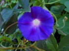 072227469-ipomoea-purpurea-3.jpg