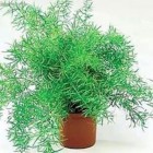 100pcs-lots-wholesale-flower-seeds-font-b-asparagus-b-font-densiflorus-sprengeri-fern-organic-flowers-seed.jpg