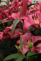 lilium-donato.png