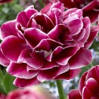 tulpe-dream-touch.jpg