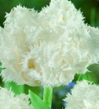 snow-crystal-flo05625-500x500_1.jpg