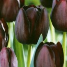 tulip-queen-of-the-night.jpg