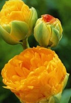tulipany-double-beauty-of-apeldoorn-rosliny-cebulowe.jpg