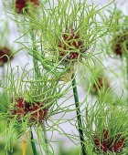 zu49713199-alt-1-tm1501076550.jpg
