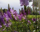 dsc00026_1.jpg