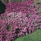0650_7.jpg