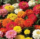 zinnia_pepito.jpg