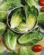 p3894-semo-zelenina-salat-rimsky-little-gem.jpg