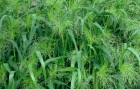 panicum.jpg
