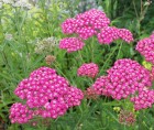 achillea-cerise-queen.jpg