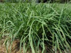 Allium_tuberosum.jpg