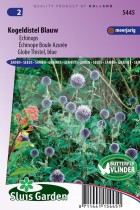 echinops.jpg