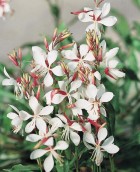 gaura-the-bride.jpeg