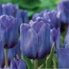 Tulip-Single-Late-Blue-Aimable.jpg