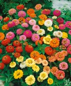 Zinnia-Thumbelina.jpg